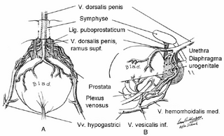 Wiki vroniplag Wiki vroniplag