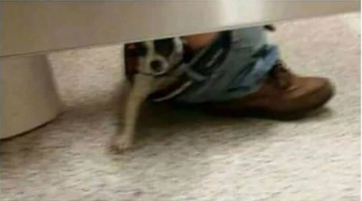 Doginpants