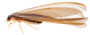 -Render- Drywood Termite