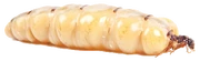 -Render- Termite Queen