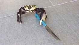 Crabbo stabbo