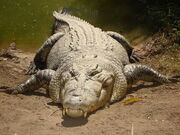 1280px-Saltwater crocodile
