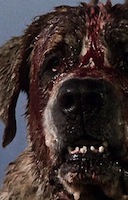 Cujo profile