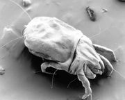 Dust Mite Dust Mite