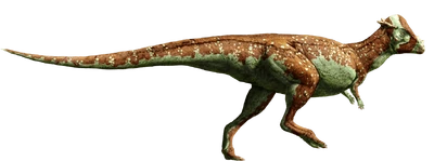 Pachycephalosaurus-detail-header