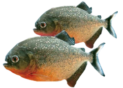 Red bellied piranhas