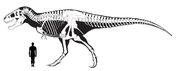 T rex size comparison by rexfan684-d9mq8ih-1-