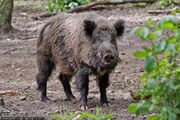 British wild boar