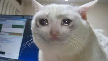 Sad cat