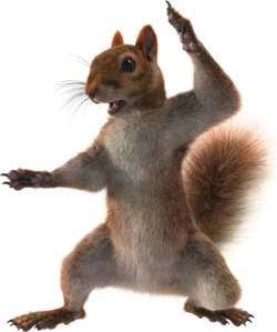 The Rodent