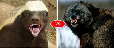 Wolverine vs Honey Badger: Battle of the angry little animals