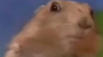 Ardilla chan chan chaaaan