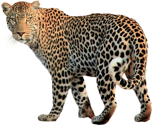 Leopard-Transparent