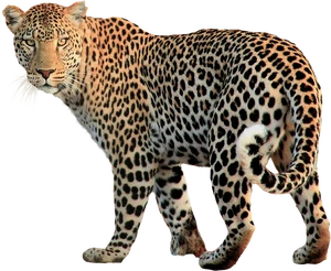 Leopard-Transparent