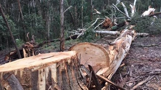 RIP tree
