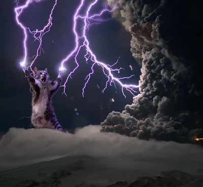 Zeus Cat