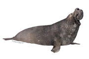 Elephant Seal Elephant Seal