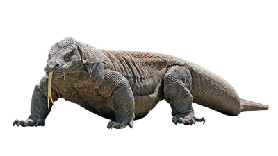 Komodo dragon
