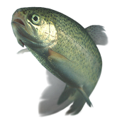 Rainbow trout transparent