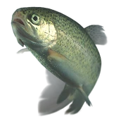 Rainbow trout transparent