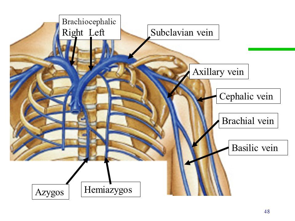 Image Subclavian Vein Vs Battles Wiki Fandom Powered By Wikia