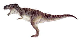 T-rex male.0 T-rex male.0