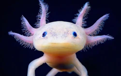 Axolotl 2
