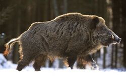 Wild ussuri boar