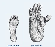 Feet