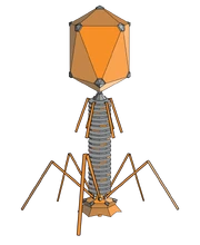 PhageExterior.svg