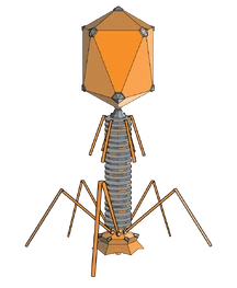 PhageExterior.svg