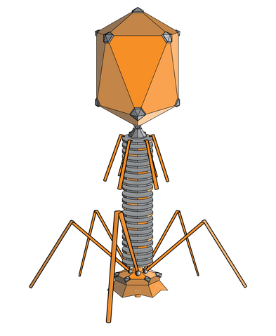 File:PhageExterior.svg.png