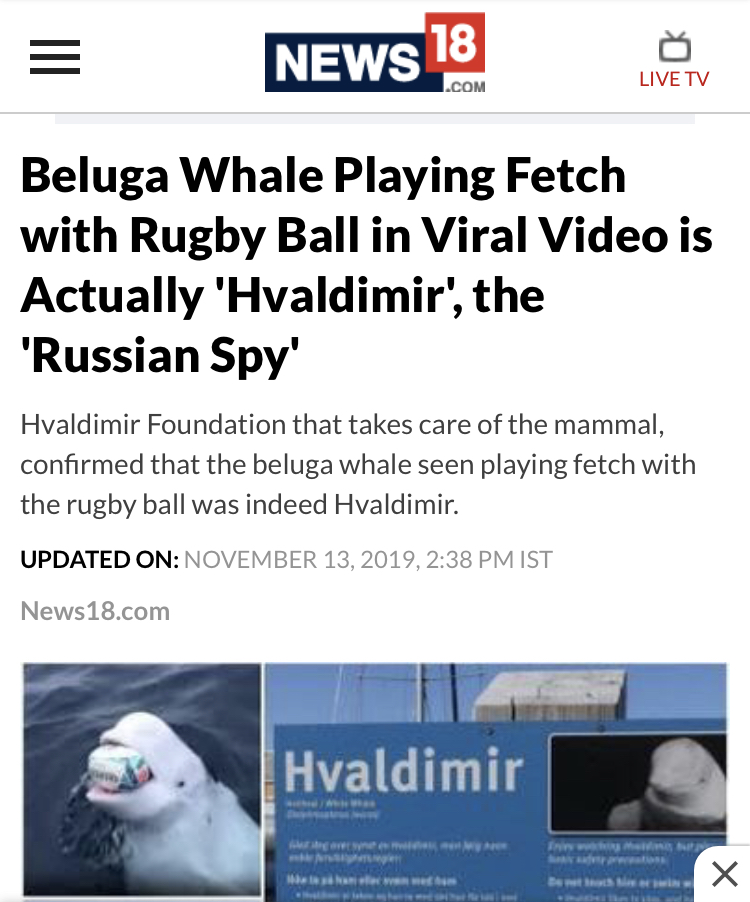 The Beluga spy