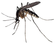 NOTTHEMOSQUITOES NOTTHEMOSQUITOES