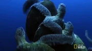 Turtle strength3 Turtle strength3