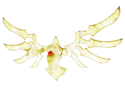 Solaris Form2