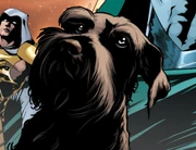 The presence dog The presence dog
