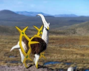Arceus lama