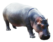 Hippopotamus-1-