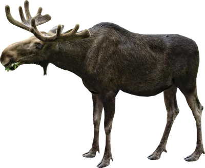Moose