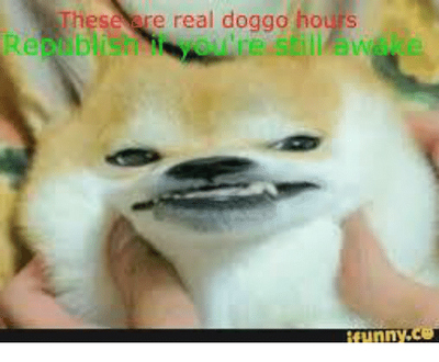 These-re-real-doggo-hours-1542185