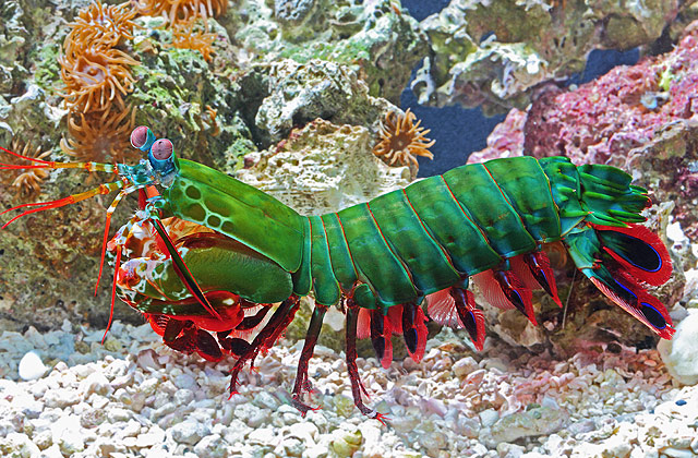 mantis shrimp vs battles