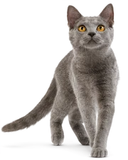 Domestic Cat Domestic Cat