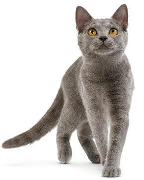 Domestic Cat