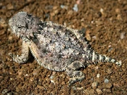 800px-Horned lizard 032507 kdh