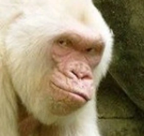 Smugmonkey