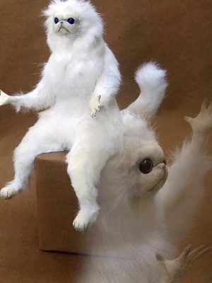 Frustrated Cat