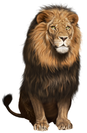 Lion-hd-png-lion-transparent-png-clip-art-image-859