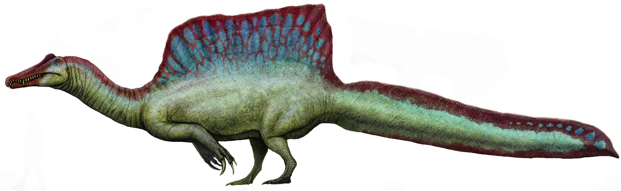 spinosaurus real size