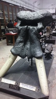 Palaeoloxodon Namadicus Palaeoloxodon Namadicus